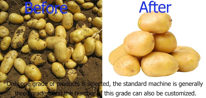 images/1658909629753sorting  potato.jpg